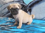 Fawn pug puppies ready for all