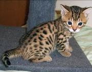 Bengal kittens available for homes